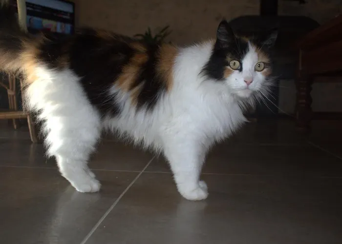 Périgourdine Avec Et Vue Casa vacanze Pomport